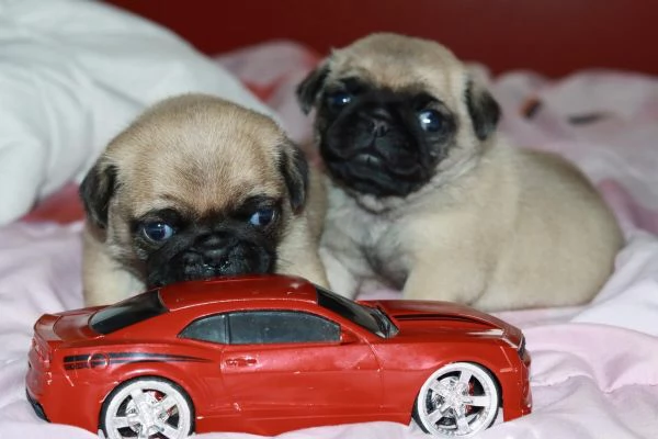 Cuccioli di carlino allevati in casa