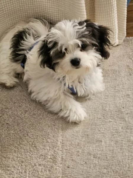 Bichon Havanese cucciolo