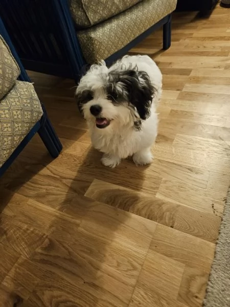 Bichon Havanese cucciolo | Foto 1