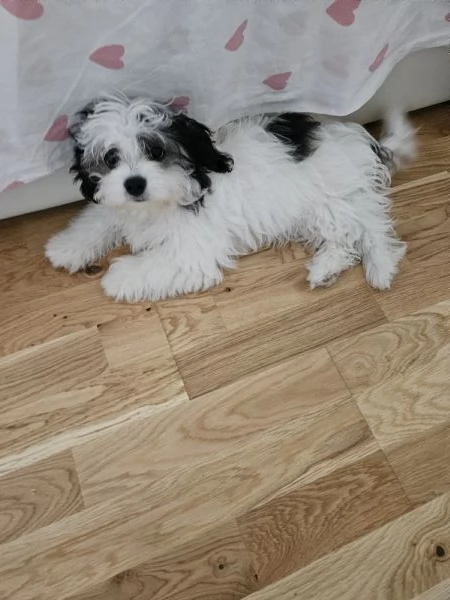 Bichon Havanese cucciolo | Foto 0