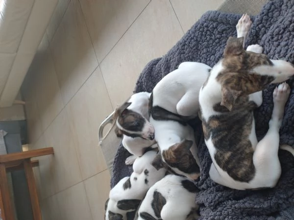 Levrieri Whippet  | Foto 3