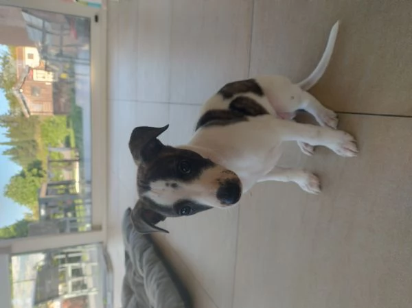 Levrieri Whippet  | Foto 2