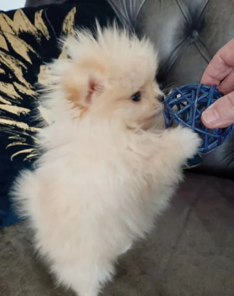 Cuccioli di Pomerania