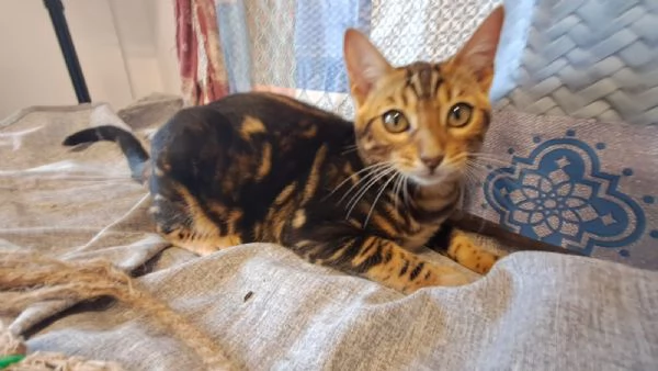 Cuccioli Bengala | Foto 6