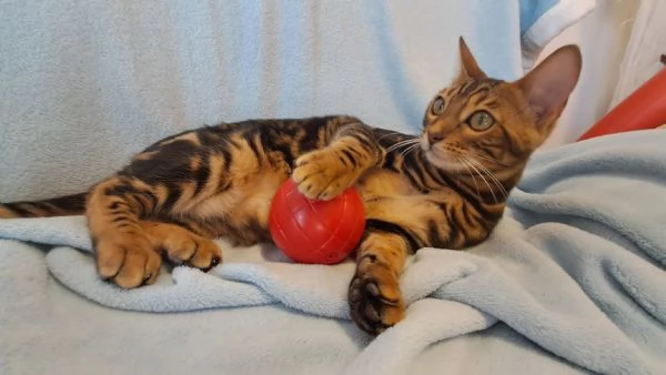 Cuccioli Bengala | Foto 5