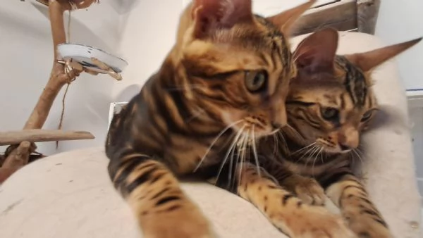 Cuccioli Bengala | Foto 4