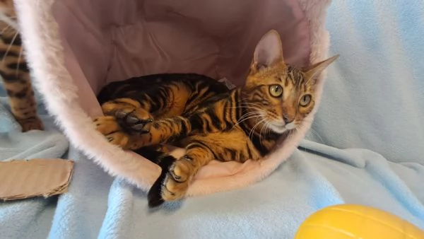 Cuccioli Bengala | Foto 3