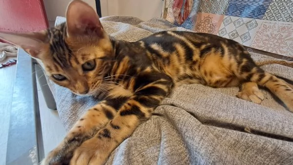 Cuccioli Bengala | Foto 2