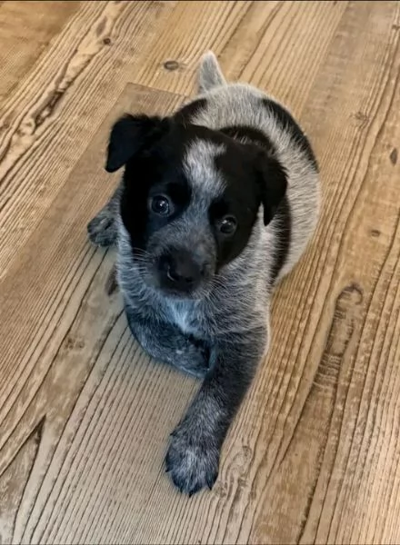 Disponibili Border Collie maschio e femmina | Foto 0