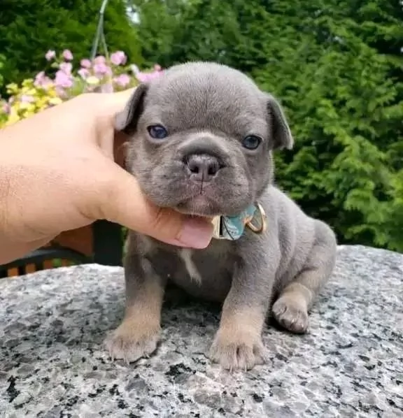 Disponibili Bulldog maschio e femmina