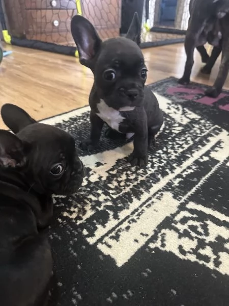 Buldoog francesi cuccioli