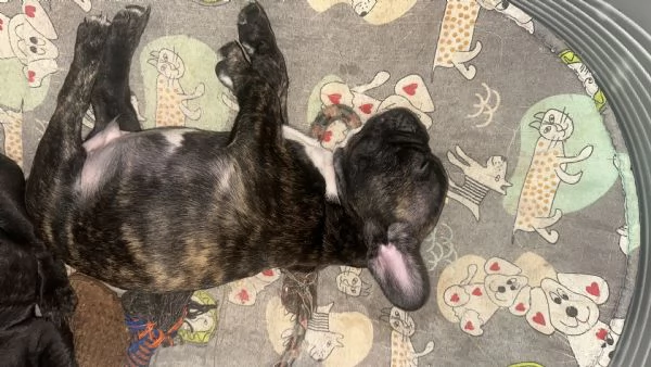 Buldoog francesi cuccioli | Foto 4