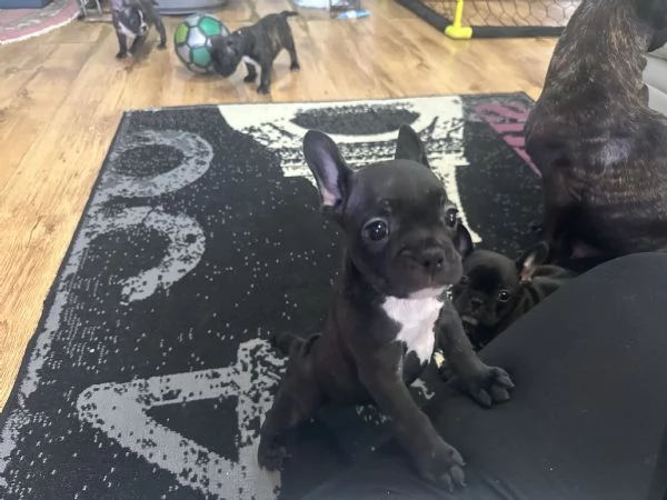 Buldoog francesi cuccioli | Foto 3