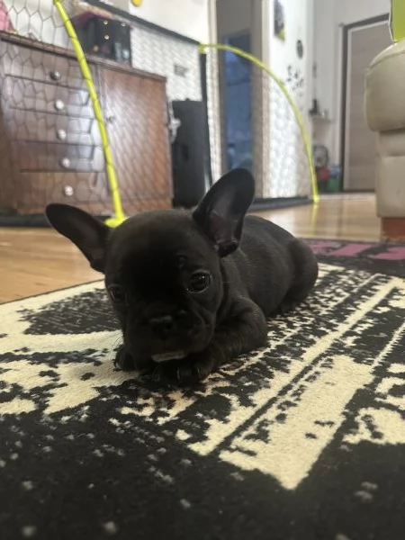 Buldoog francesi cuccioli | Foto 2