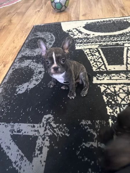 Buldoog francesi cuccioli | Foto 1