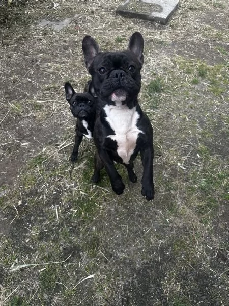 Buldoog francesi cuccioli | Foto 0