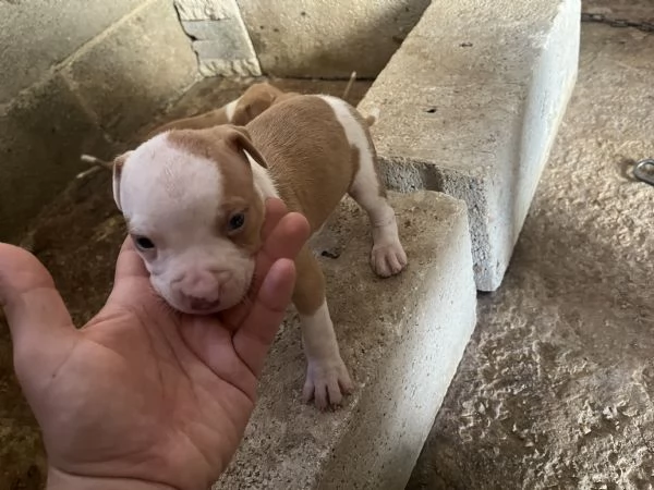 Cuccioli pitbull | Foto 2