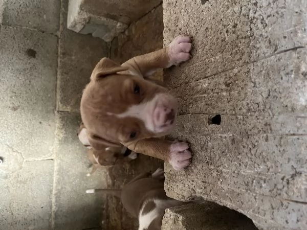Cuccioli pitbull | Foto 1