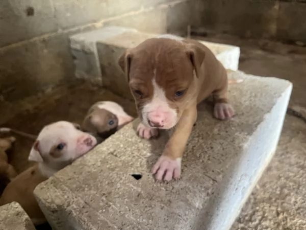 Cuccioli pitbull | Foto 0