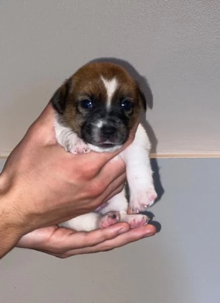 Vendo cuccioli di jack russel 
