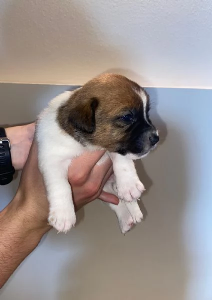 Vendo cuccioli di jack russel  | Foto 4