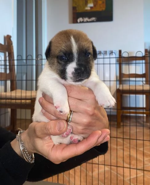 Vendo cuccioli di jack russel  | Foto 3