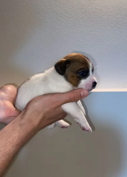 Vendo cuccioli di jack russel  | Foto 2
