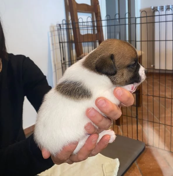 Vendo cuccioli di jack russel  | Foto 1