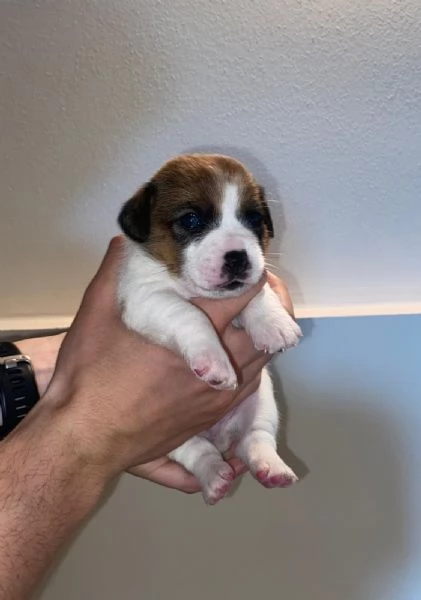 Vendo cuccioli di jack russel  | Foto 0