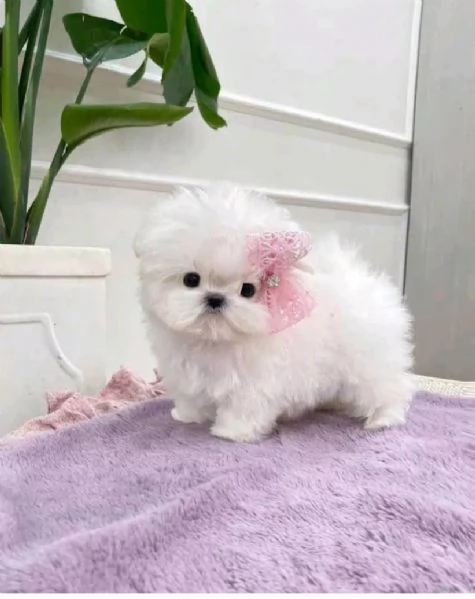 REGALO MALTESE MINI TOY DISPONIBILI……