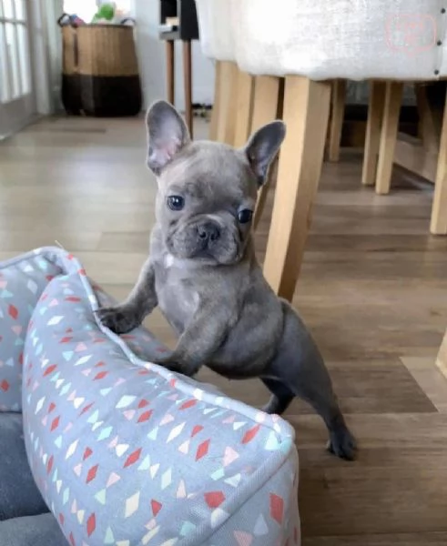 2 bouledogue francese disponibili 