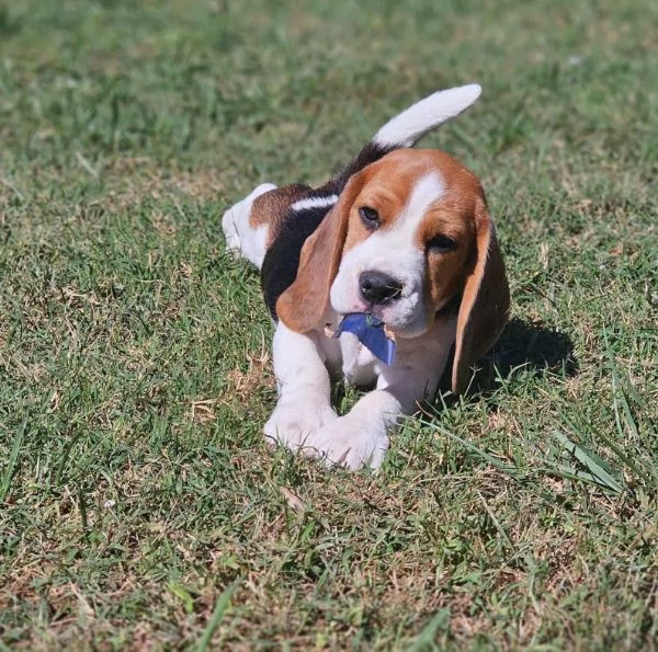 Beagle maschio e femmina | Foto 0