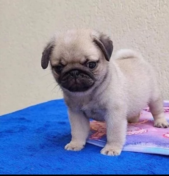 Cucciolo carlino maschio e femmina 