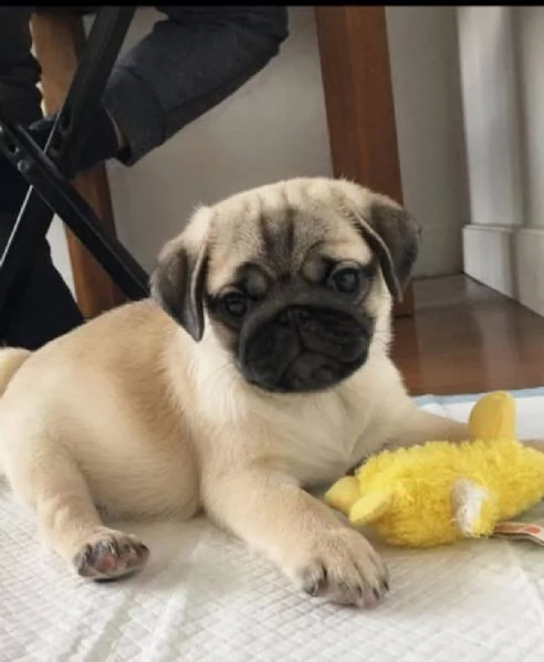 Cucciolo carlino maschio e femmina  | Foto 0