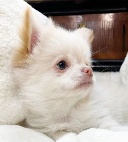 REGALO CHIHAUHAU MINI PELO LUNGO | Foto 0