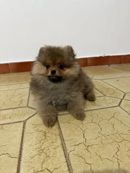 Spitz di Pomerania | Foto 4