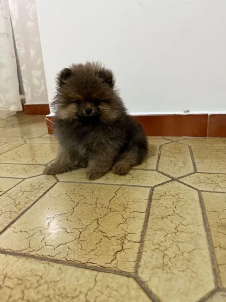 Spitz di Pomerania | Foto 2