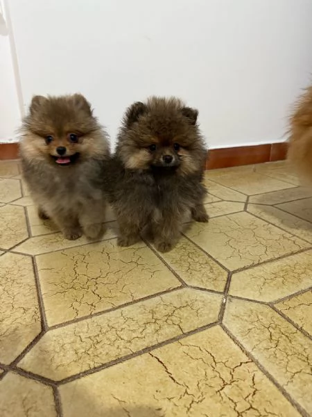 Spitz di Pomerania | Foto 1