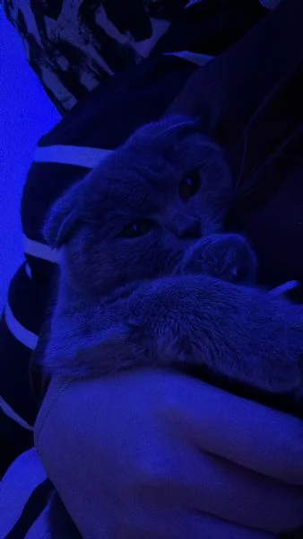 gatto scottish | Foto 2