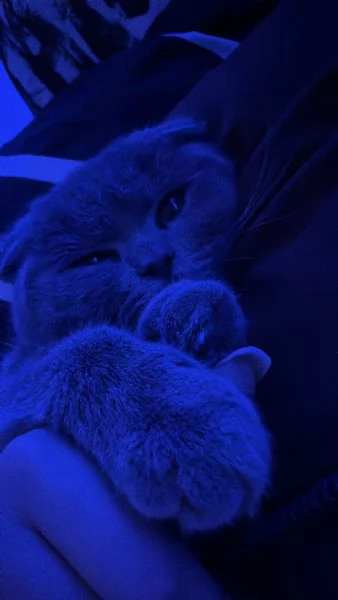 gatto scottish | Foto 1