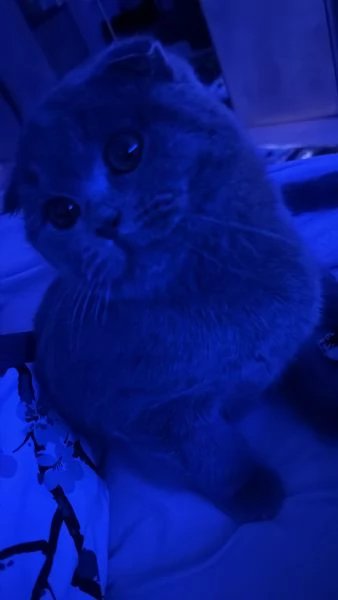 gatto scottish | Foto 0