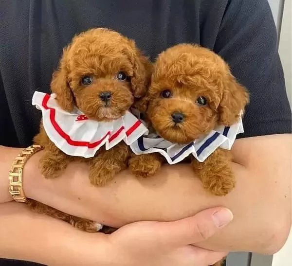 Cuccioli di Barboncino di Razza Pura