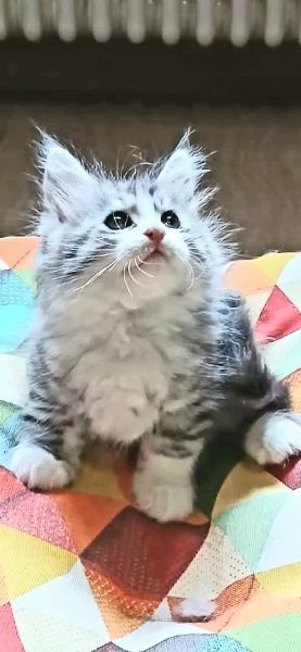 Gattini Maine Coon  | Foto 1
