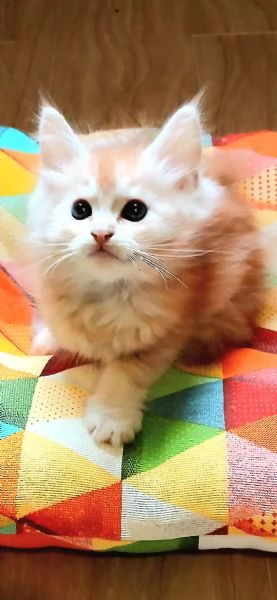 Gattini Maine Coon  | Foto 0