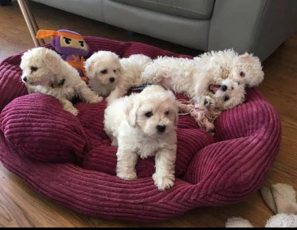 Cucciolo bolognese femmina e maschio | Foto 0