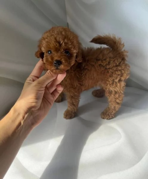 CUCCIOLO BARBONCINO MINI TOY MASCHIO