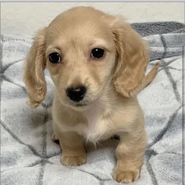 Cucciolo bassotto nana Maschio e femmina 