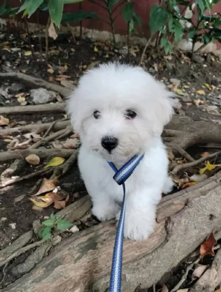  Bianca Bichon maschio e femmina 