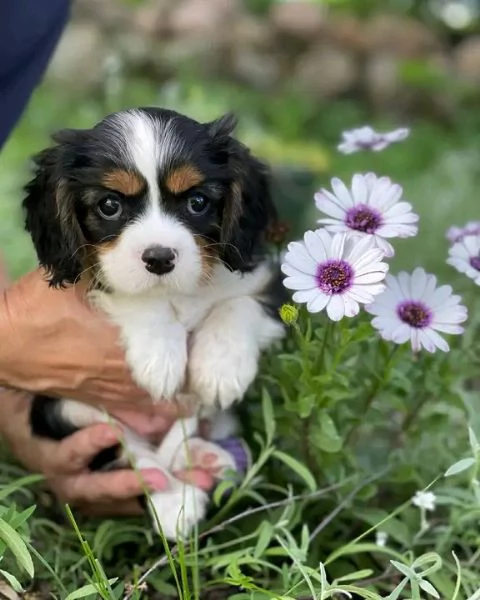 Dolce  maschio e  femminuccia di  cavalier King Charles | Foto 0