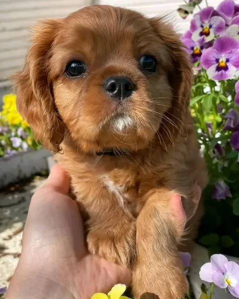 Dolce  maschio e  femminuccia di  cavalier King Charles